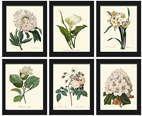 Botanical Wall Art Print Set of 6 Antique Beautiful Joseph Redoute White Flowers Large Peony Calla Lily Narcissus Rose Rhododendron Garden Nature Plant Flowers Home Room Decor Unframed LoveThePrint