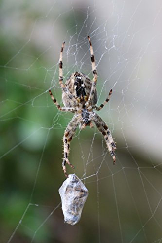 European Garden Spider (Araneus Diadematus) Journal: 150 page lined notebook/diary