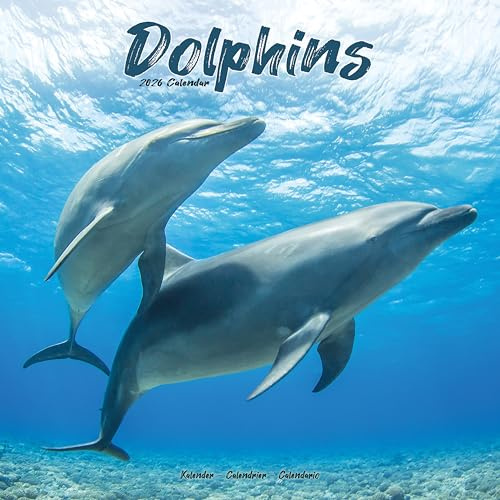 Dolphins 2026 Calendar | Square Wall Calendar | Animal Gift | Plastic Free Packaging | by Avonside Publishing