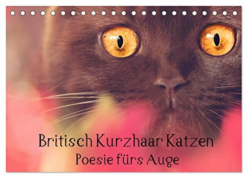 Britisch Kurzhaar Katzen - Poesie fürs Auge (Tischkalender 2024 DIN A5 quer), CALVENDO Monatskalender: Katzenfotos, die zum Träumen einladen (CALVENDO Tiere)
