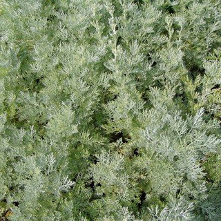 Artemisia absinthium – Winterhart, Mehrjährig, Pflegeleicht – Wermut – Kräuterpflanze für Beet & Topf