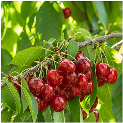 Stella Cherry Tree 4-5ft Tall, Self-Fertile & Ready to Fruit.Dark Red, Very Tasty 3fatpigs®