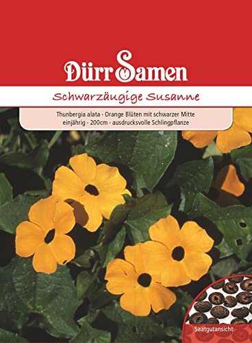 Dürr-Samen - Schwarzäugige Susanne orange mit schwarzer Mitte 200 cm Saatgut