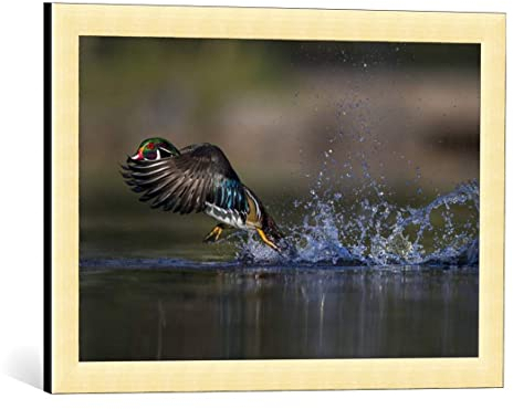 kunst für alle Bild mit Bilder-Rahmen: Verdon Woodie die Ente - dekorativer Kunstdruck, hochwertig gerahmt, 60x40 cm, Gold gebürstet
