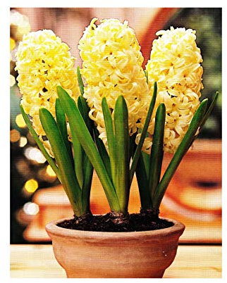 GARTHWAITE NURSERIES® : - 6 Prepared Indoor Hyacinth City of Haarlem Yellow Scented Size 18/19 Large Bulbs