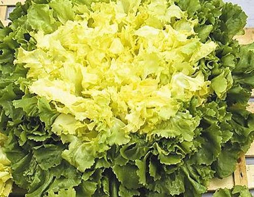 SCAROLA BIANCA DI NAPOLI NR.1000 SEMI