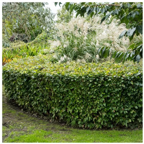 10 Green Beech Hedging Plants 2 Year Old, 1-2 ft Grade 1 Hedge Trees 40-60cm 3fatpigs®