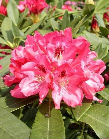 Yakushima Alpenrose Rhododendron yakushimanum Snezzy 30-40 cm hoch im 5 Liter Pflanzcontainer