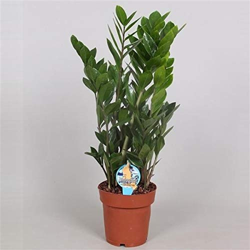 Glücksfeder Zamioculcas Zamiifolia Zanzibar – Pflegeleichte Zimmerpflanze mit Langlebigkeit für Innenräume, ca. 60 cm, Luftreinigend & Dekorativ
