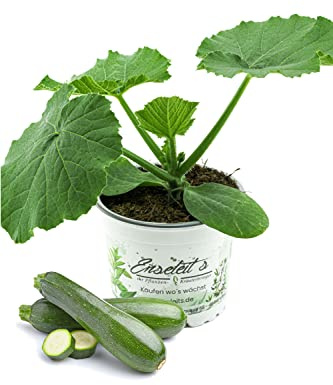 Zucchini Pflanze grün (Cucurbita pepo), Marktfrische Zucchini Pflanzen