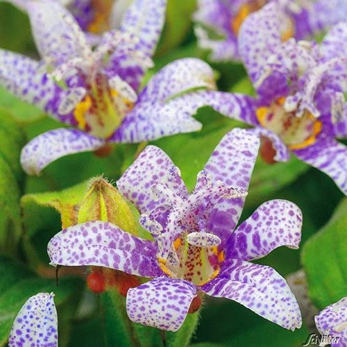 Krötenlilie - Trycirtis Hirta - 1 Pflanze im Poftballen - Eine Qualitätspflanze von Garten Schlüter