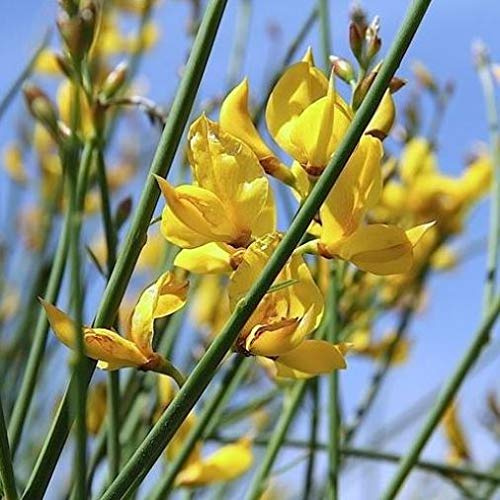 Spartium junceum (Ginestra di Spagna) [Vaso Ø16cm]