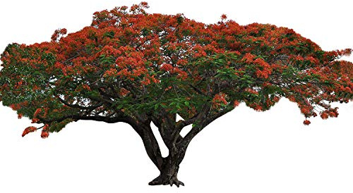 Flammenbaum (Delonix regia) 10 Samen