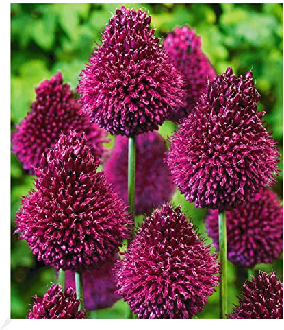 BALDUR Garten Zierlauch Allium 'Roter Zuckerhut', 25 Zwiebeln, Blumenzwiebeln, trockenresistent,winterhart, bienenfreundlich und schmetterlingsfreundlich, pflegeleicht, blühend