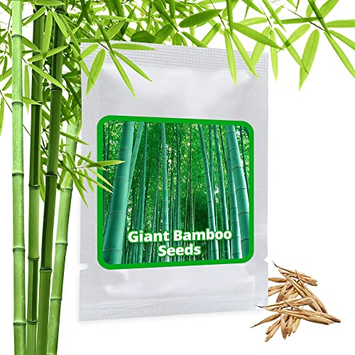 Semi di BAMBU GIGANTE / 60 pezzi/Phyllostachys pubescens Moso Il re dei bambù