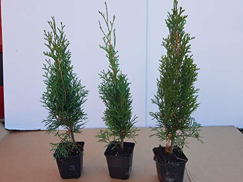 Thuja Lebensbaum Smaragd Topfballen 25 cm 25 St. Hecke Heckenpflanze