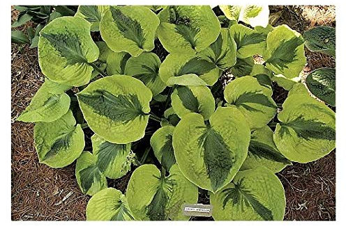 Hosta Sara's Sensation