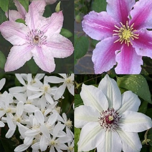 4 x Clematis: Rosafarben Weiß mix - 4 Pflanzen: Clematis Hagley Hybrid, Piilu, Miss Bateman & Armandii (Immergrün) - Winterhart - 1 Immergrüne Pflanze | 4 x 1,5 Liter Töpfe