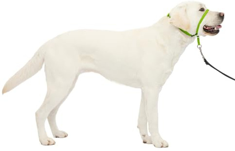 PetSafe Sanfter Führer Halsband mit Trainings-DVD - No Pull Hundehalsband, Large 60-130 Lb., Apfelgrün, Nylon, Zieht Nicht, lenkt den Hund sanft zu Ihnen hin, wenn er zieht