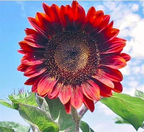 Red Sun Sunflower Seeds - Heads up to 6 Across