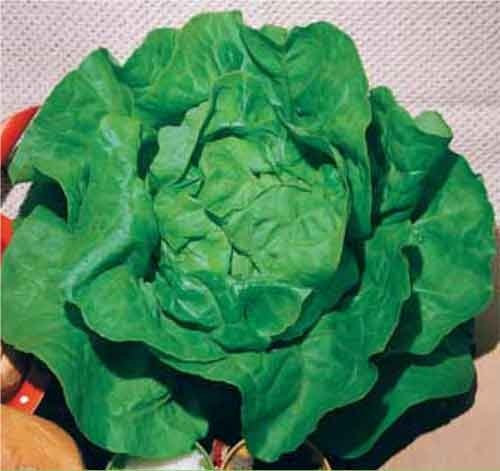 LATTUGA S.ANNA NR.2000 SEMI