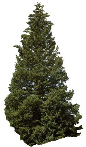 1000 Samen -Stech-Fichte- (Picea pungens glauca) (Winterhart) auch Blaufichte genannt -Schöner Weihnachtsbaum-