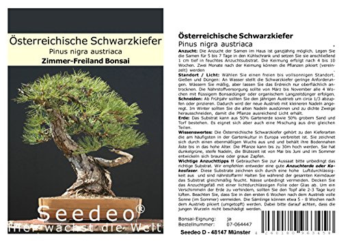 Seedeo® Österreichische Schwarzkiefer Bonsai 30 Samen