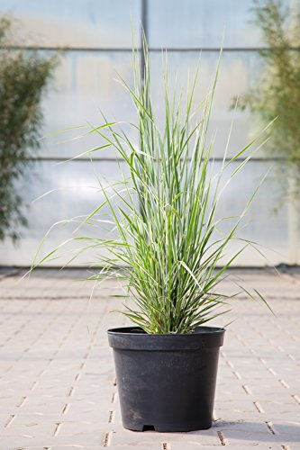 Calamagrostis x acutiflora 'Overdam' 5L Topf – Winterhart, Mehrjährig, Pflegeleicht – Garten-Reitgras – Ziergras für Beet & Rabatte
