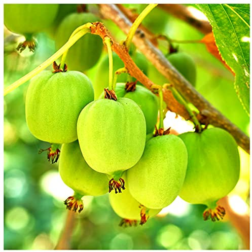 Self-Fertile Mini Kiwi Fruit 'Issai' in a 2L Pot, Chinese Gooseberry Plant 3fatpigs®