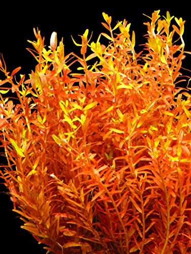 Zoomeister - 5 Bund Rundblättrige Rotala Rot (Rotala Rotundifolia)