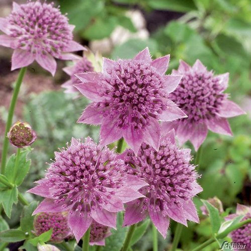 GARTEN SCHLÜTER® Sterndolde 'Rosea'