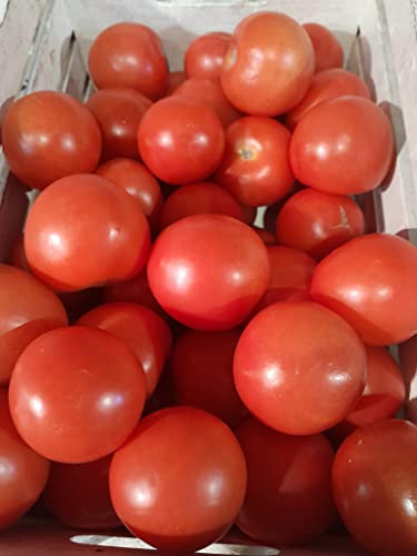 JustSeed - Tomato - Alicante - 50 Seed - Economy Pack
