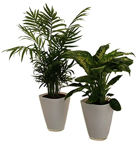 Dominik Blumen und Pflanzen, Fresh Air Duo, Zimmerpalme Dieffenbachia mit Dekotopf, weiß