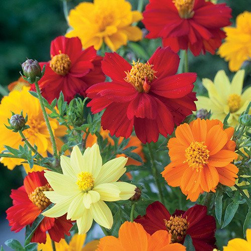 Plant World Seeds - Cosmos Sulphureus 'Brightness Mixed' Seeds (Annual Flower Seeds)