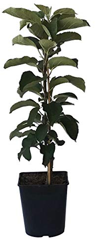 Säulenapfel Sonate (S) sehr saftiger wohlschmeckender Apfel ca. 80-120 cm mit 5-7,5 Liter Topfballen M7