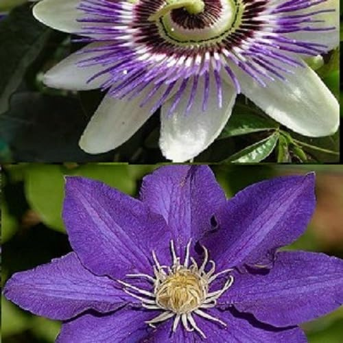 2 x Kletterpflanzen: Clematis The President & Passionsblume - Blau | Mehrjährig &Winterhart | 2 x 1,5 Liter Töpfe - Klematis & Passiflora