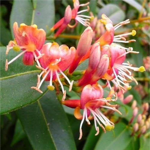 3 x Geissblatt Henryi (Lonicera) - Rot - Immergrün & Winterhart | Kletterpflanzen - 3 kaufen/2 bezahlen - Mehrjärig | 3 x 1,5 Liter Töpfe