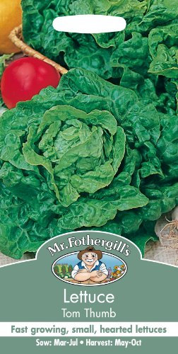 Mr Fothergills - Pictorial Packet - Vegetable - Lettuce Tom Thumb - 1500 Seed