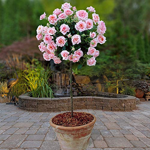 YouGarden x 2 Pink Rose Bushes 40cm Tall. Bare Root Rose Bushes for Outdoor. Ready to Plant Roses. Disease Resistant Easy to Grow Outdoor Plants for Gardens Patio Plants