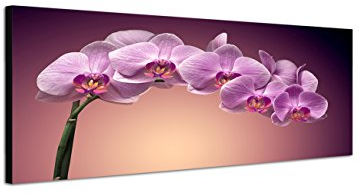 Augenblicke Wandbilder Keilrahmenbild Wandbild 150x50cm Orchidee Blume Großaufnahme
