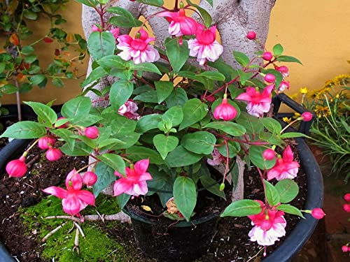 Big Promotion!Multicolor Pink Double Petals Fuchsia Seeds Potted Flower Seeds Plants Hanging Fuchsia Flowers 50 Seed/Bag,#RNSFHZ