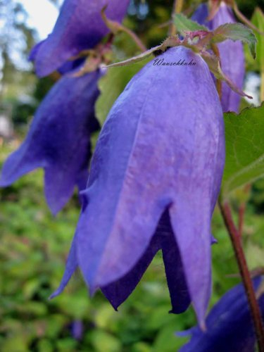 Staudenkulturen Wauschkuhn Campanula punctata 'Sarastro' - Glockenblume - Staude im 11cm Topf