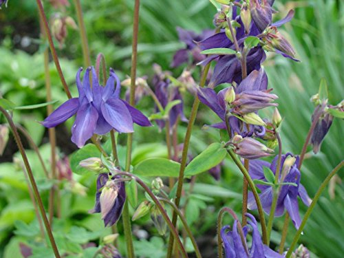 Akelei, wilde Wald - 40 Samen