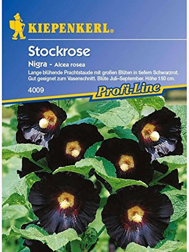 Alcea ficifolia Stockrosen Stockmalve Nigra schwarzrot