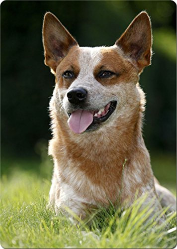 +++ Australian CATTLE Dog - SCHNEIDEBRETT Dekoteller Glasbrett Dekoglas - ACD 05