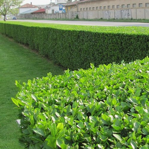 Ligustrum Ovalifolium (Green Privet) 9cm #50