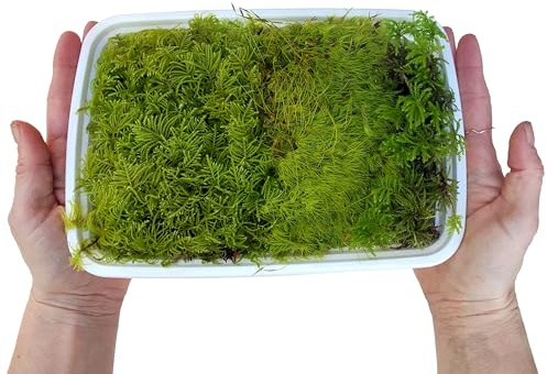 Nature Gift Store 3 Types of Live Moss Plants for Terrarium Use, Also for Reptile Moss, Hermit Crab Cage Accessories, Indoor Plants