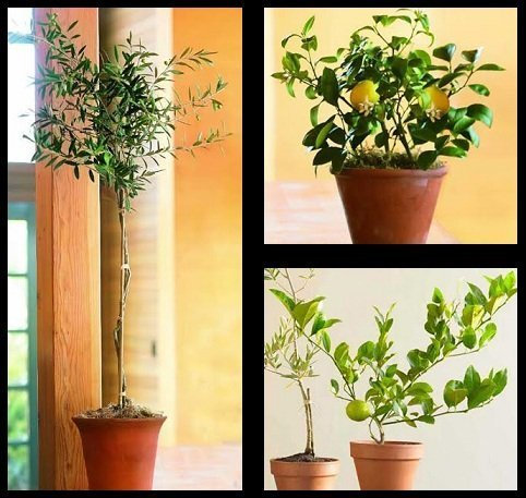 Limone Meyer (20 Semi)
