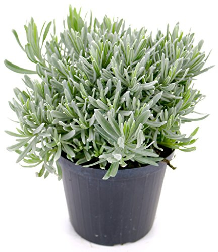 Italienischer Lavendel 15cm Topf, echter Lavendel Pflanze, Lavendula Angustifolia