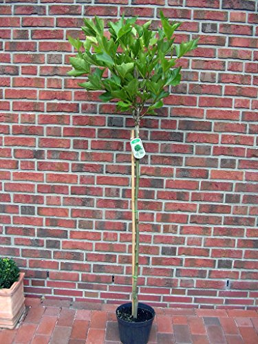 Platanus acerifolia Alphens Globe - Stamm, Plantane, Kugelplantane (Höhe: 180 cm) + Dünger